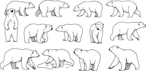Black and White Line Art Collection of Polar Bears in Various Poses © kenstock