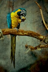 blue and gold parrot  © Hassan