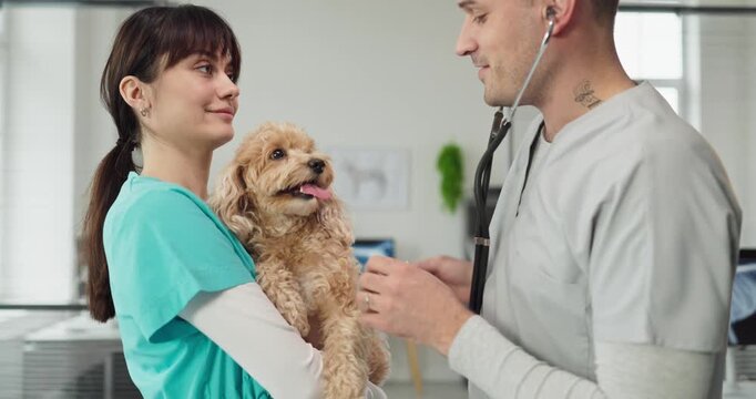 Vet and nurse examine puppy with stethoscope. A veterinarian checks a small dog during an exam in a clinic as a veterinary assistant holds the pet. Trusted veterinary care for family pets.