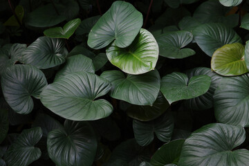 Fototapeta premium Leaf Texture Lush Tropical Green Leaves Background with Dark Moody Nature Aesthetic Elephant Ear Plant