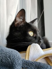 cat on the bed © Фёдор Титарчук