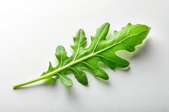 Single Vibrant Green Leaf of Rocket on White Background, Ideal for Culinary or Botanical Themes