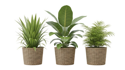 Obraz premium Three potted plants with wicker baskets on transparent background