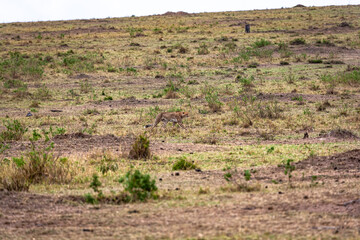 The cheetah creeps up to a small impala. Kenya, Africa © Victor