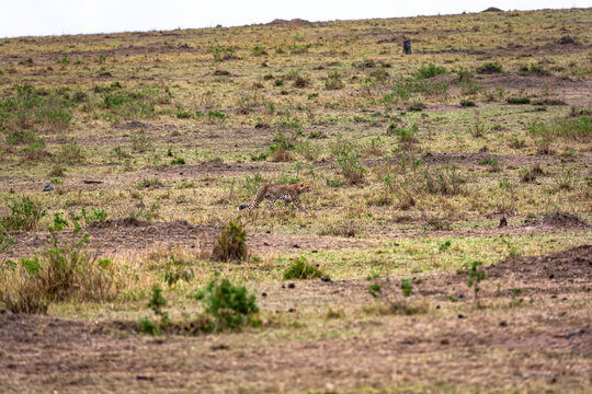 The cheetah creeps up to a small impala. Kenya, Africa