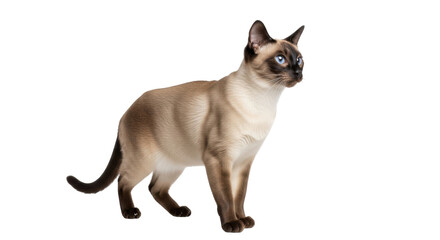 Isolated blue-eyed seal point Siamese cat stands alert, attentive, observing something ahead © Thaddeus