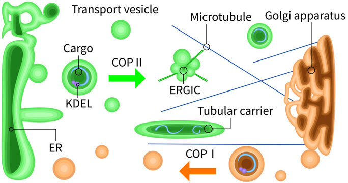 ER to Golgi vesicle transport diagram with COP1 and COP2, ERGIC and microtubules