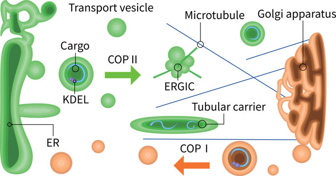 ER to Golgi vesicle transport diagram with COP1 and COP2, ERGIC and microtubules