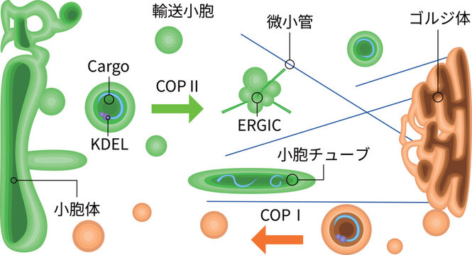 ER to Golgi vesicle transport diagram with COP1 and COP2, ERGIC and microtubules
