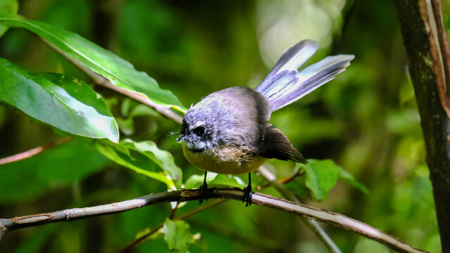 New Zealand fantail pīwakawaka bird perched on tree branch in forest in Wellington NZ Aotearoa
