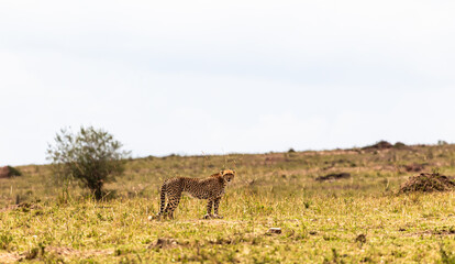 Naklejka premium A cheetah with its prey. Masai Mara, Kenya.