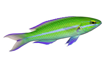 Isolated reef chromis with green and blue scales, saltwater fish isolated with no background © Thaddeus