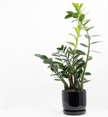 Fototapeta premium White background Plant Z