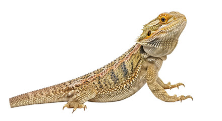 Naklejka premium Isolated Bearded Dragon basking, a popular exotic pet lizard native to Australia with spiky scales