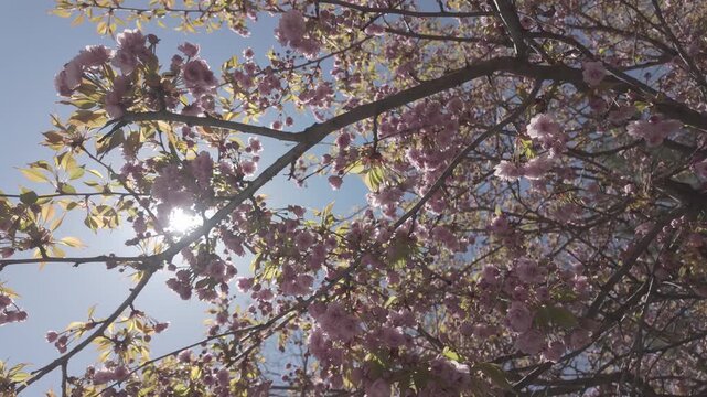 Bright midday sun breaks through thick branches of blossoming Japanese cherry, Prunus serrulata covered with pink flowers against blue sky, view from below, camera moving around branch