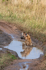 Fototapeta premium Hyena resting in a puddle. Masai Mara, Kenya