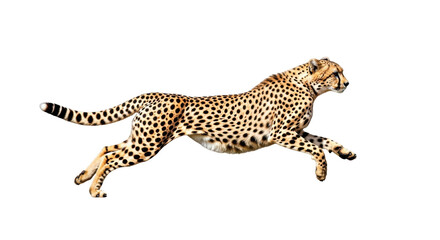 Isolated cheetah running at full speed with all four legs off the ground at once, no background © Ophelia