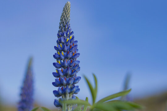 Blue Tarwi flowers undergoing pollination in high Andean gardens