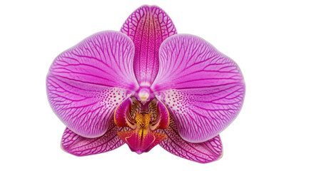 Isolated Vivid magenta Phalaenopsis orchid flower bloom in vibrant hues, no background