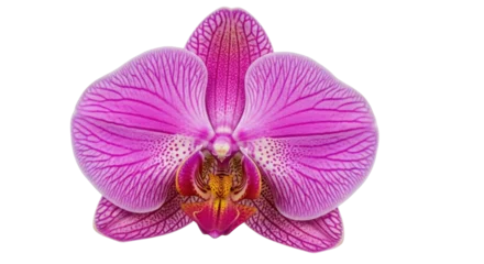 Fotobehang Orchidee Isolated Vivid magenta Phalaenopsis orchid flower bloom in vibrant hues, no background  © Ophelia