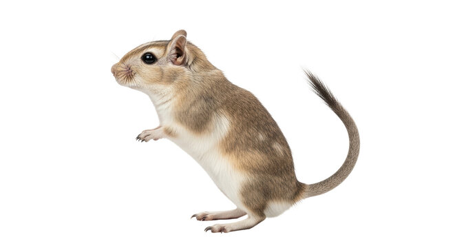 Isolated Merriam's kangaroo rat standing upright on hind legs looking left profile pose
