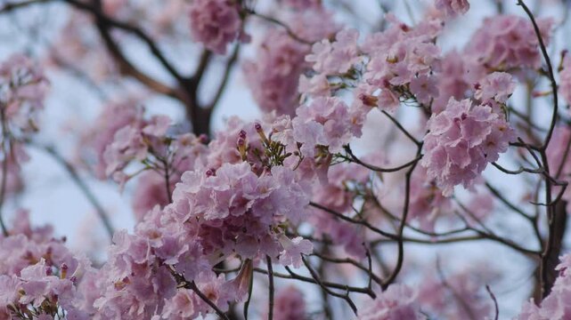 Delicate pink tabebuia trumpet flowers with ruffled petals and buds blooming on branch soft romantic spring blossom