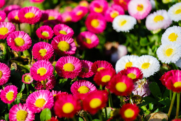 散歩の途中で見つけた春の風景