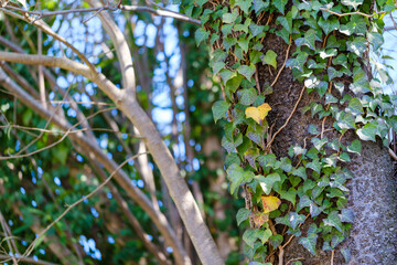 散歩の途中で見つけた春の風景