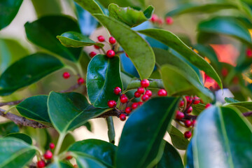 散歩の途中で見つけた春の風景