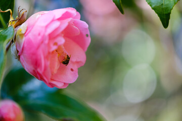 散歩の途中で見つけた春の風景