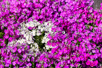 散歩の途中で見つけた春の風景