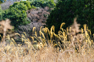 散歩の途中で見つけた春の風景