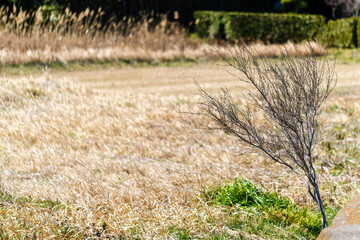 散歩の途中で見つけた春の風景