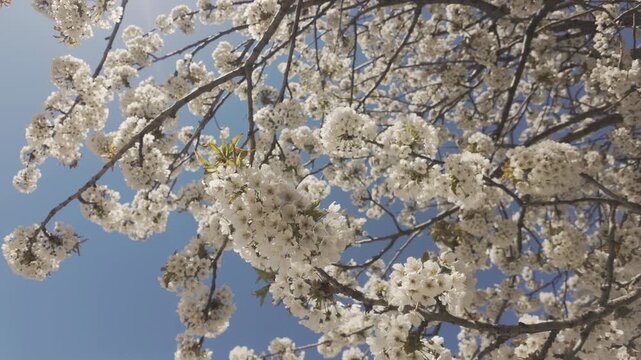 Bottom view of white flowers of blooming Sweet Cherry Tree, Prunus avium swaying in the wind on blue sky background 