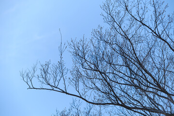 散歩の途中で見つけた春の風景