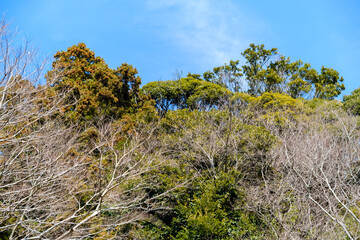 散歩の途中で見つけた春の風景