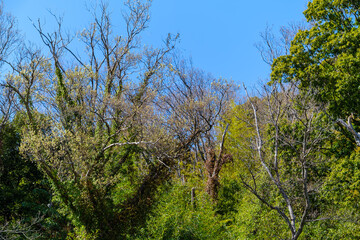 散歩の途中で見つけた春の風景