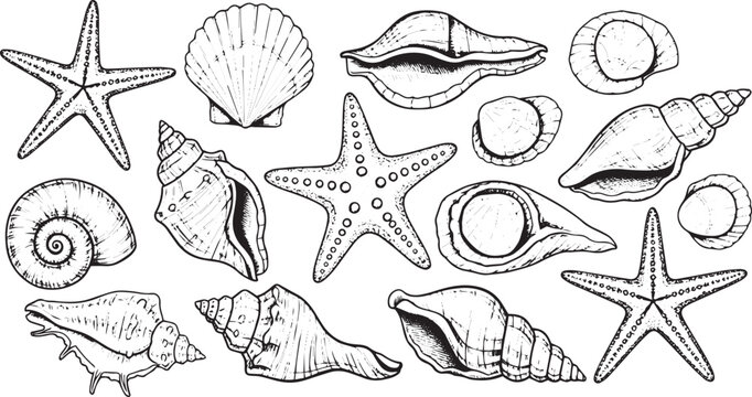 Hand Drawn Seashells and Starfish Collection Black and White Vintage Sketch Illustration