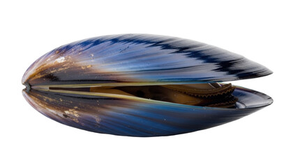 Isolated Open Mussel Shell with Gills is a Fresh Delicacy from the Ocean for Cuisine © Sylas