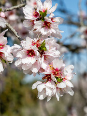 public park called Quinta de los Molinos with the almond trees in bloom in Madrid, Spain