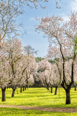 public park called Quinta de los Molinos with the almond trees in bloom in Madrid, Spain