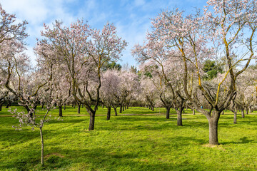 public park called Quinta de los Molinos with the almond trees in bloom in Madrid, Spain