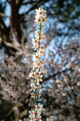 public park called Quinta de los Molinos with the almond trees in bloom in Madrid, Spain