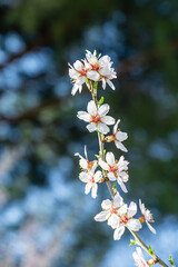 public park called Quinta de los Molinos with the almond trees in bloom in Madrid, Spain