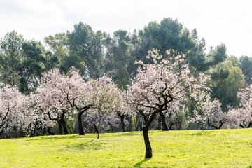 public park called Quinta de los Molinos with the almond trees in bloom in Madrid, Spain