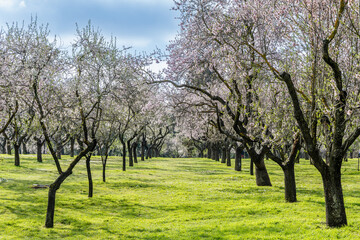 public park called Quinta de los Molinos with the almond trees in bloom in Madrid, Spain
