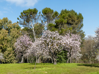 public park called Quinta de los Molinos with the almond trees in bloom in Madrid, Spain