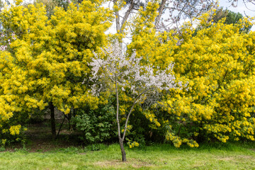 public park called Quinta de los Molinos with the almond trees in bloom in Madrid, Spain
