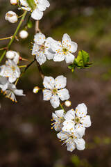 public park called Quinta de los Molinos with the almond trees in bloom in Madrid, Spain
