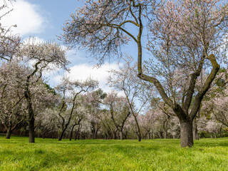 public park called Quinta de los Molinos with the almond trees in bloom in Madrid, Spain